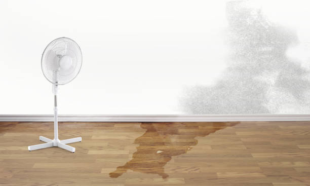 Best Carpet water damage restoration  in Kingston, NY